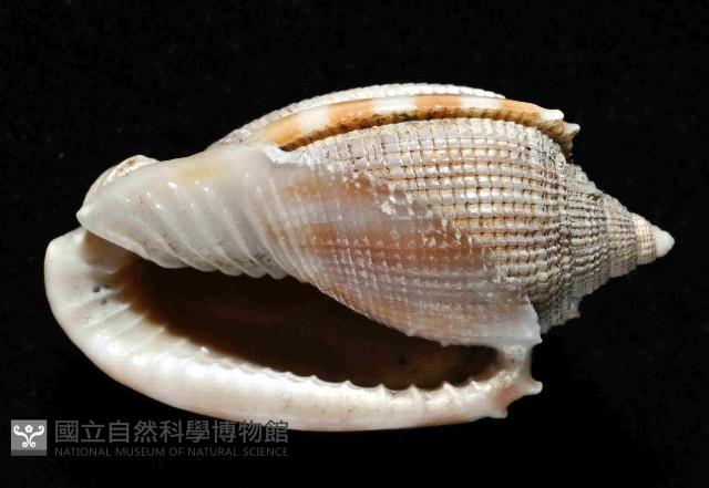 布紋鬘螺藏品圖，第4張