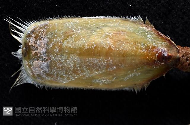 亞氏海豆芽藏品圖，第4張