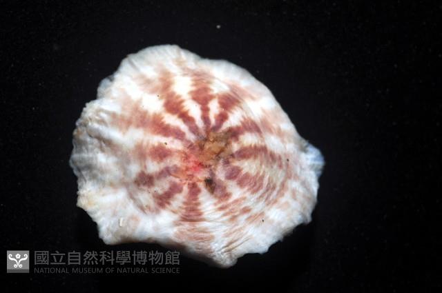 未知種海葵(海葵目)藏品圖，第4張