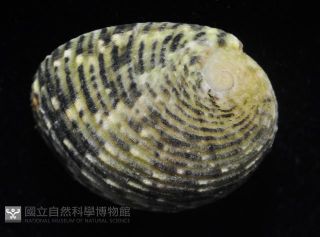虛線蜑螺藏品圖，第4張