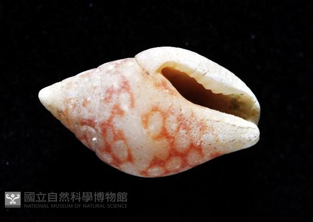 麥螺藏品圖，第4張