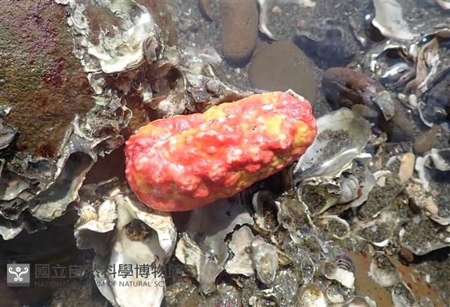 可疑翼手參藏品圖，第4張