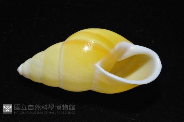 黃雙旋蝸牛藏品圖，第4張