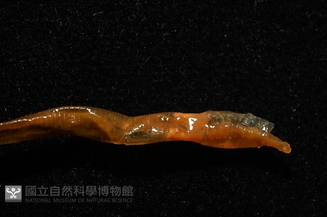 九棚遠環蚓(新種)藏品圖，第4張