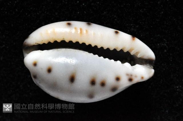 小眼寶螺藏品圖，第4張