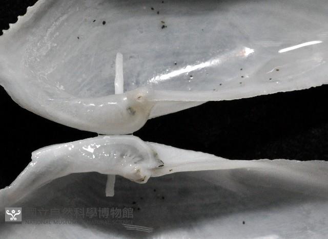 馬尼拉鷗蛤藏品圖，第4張