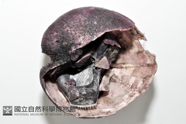 心形緣帶海膽藏品圖，第4張