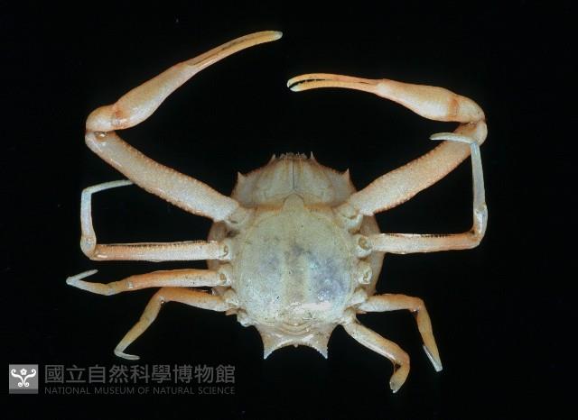 十一刺栗殼蟹藏品圖，第4張