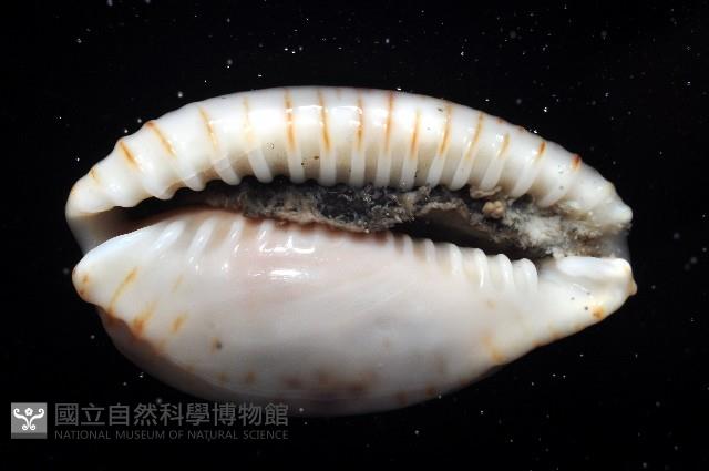 腰斑寶螺藏品圖，第4張