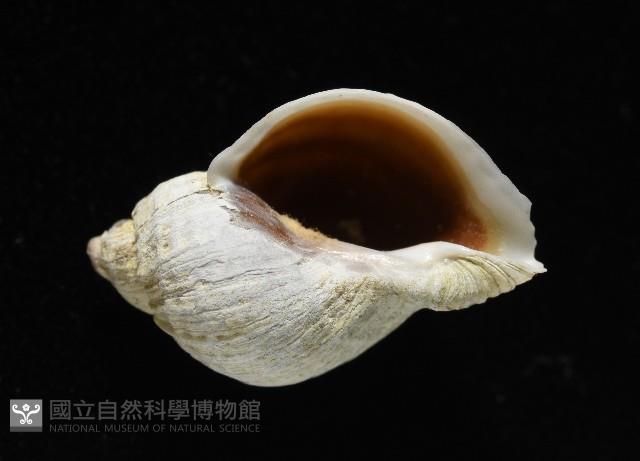 南極骨螺藏品圖，第4張