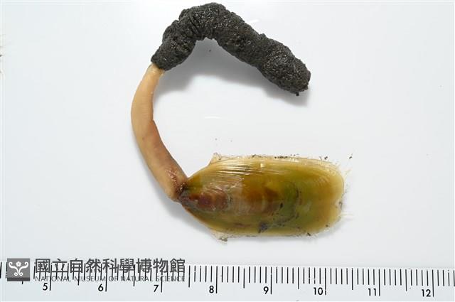 亞氏海豆芽藏品圖，第4張