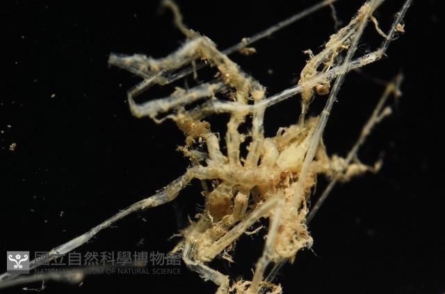 未知種海蜘蛛藏品圖，第4張