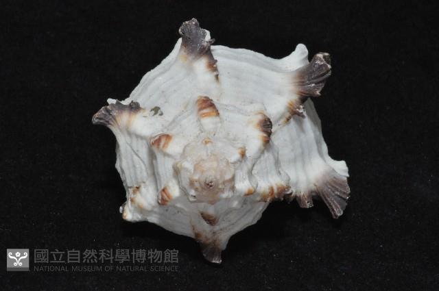 萵苣千手螺藏品圖，第4張
