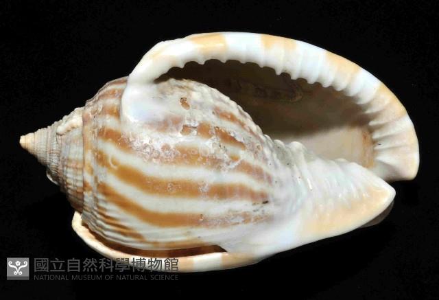 條紋鬘螺藏品圖，第4張