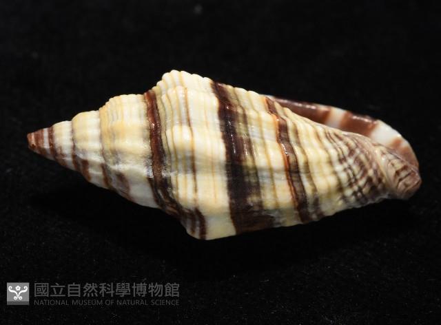 黑帶蛹筆螺藏品圖，第4張