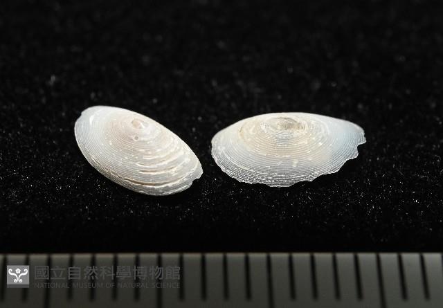 登錄號:004961-00119藏品圖，第4張