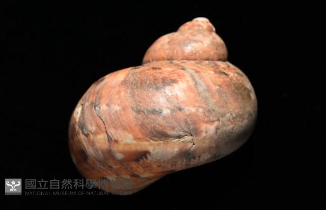 芮氏蠑螺藏品圖，第4張