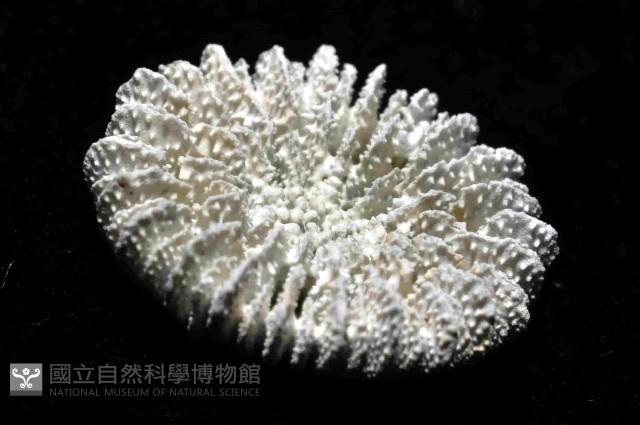 未知種角杯珊瑚藏品圖，第4張