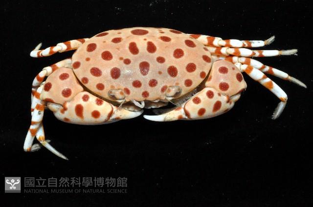 紅斑斗蟹藏品圖，第4張