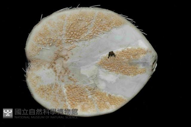 大脆心形海膽藏品圖，第4張