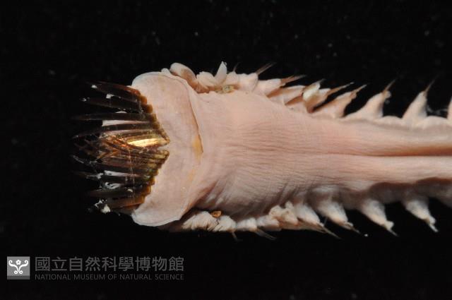 未知種筆帽蟲藏品圖，第4張