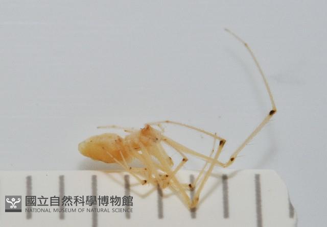 蘭嶼金姬蛛藏品圖，第4張