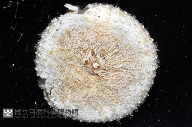粒毛冠海膽藏品圖，第4張