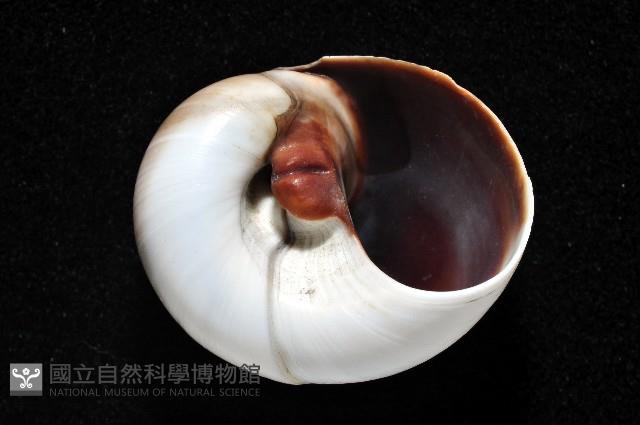 大玉螺藏品圖，第4張