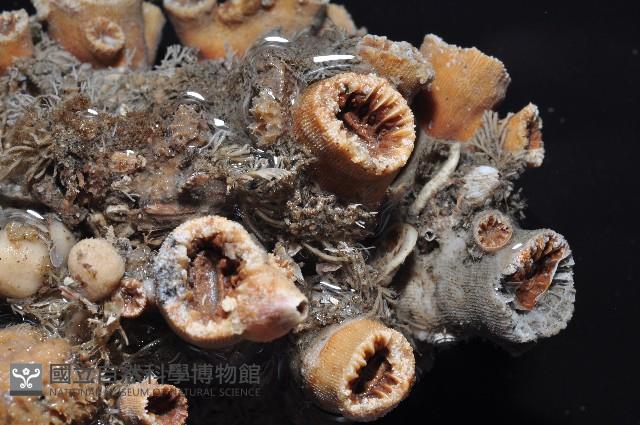 軸樹珊瑚(軸木珊瑚)藏品圖，第4張