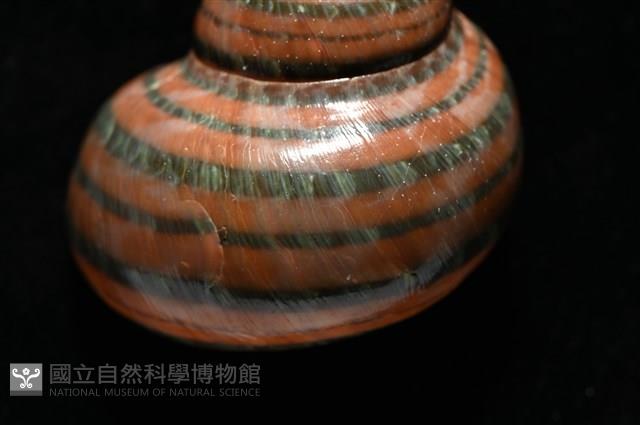 芮氏蠑螺藏品圖，第4張