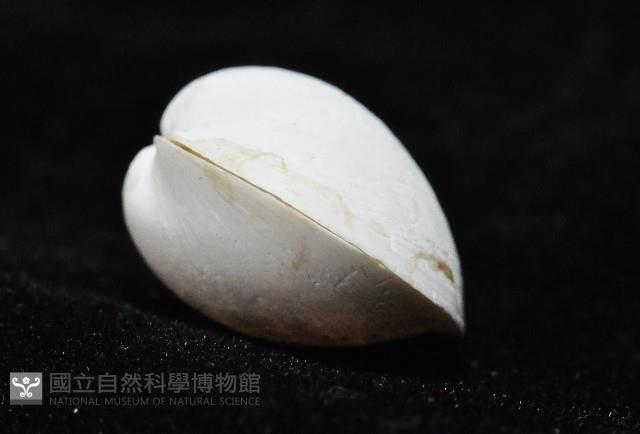太平洋深淵杓蛤藏品圖，第4張