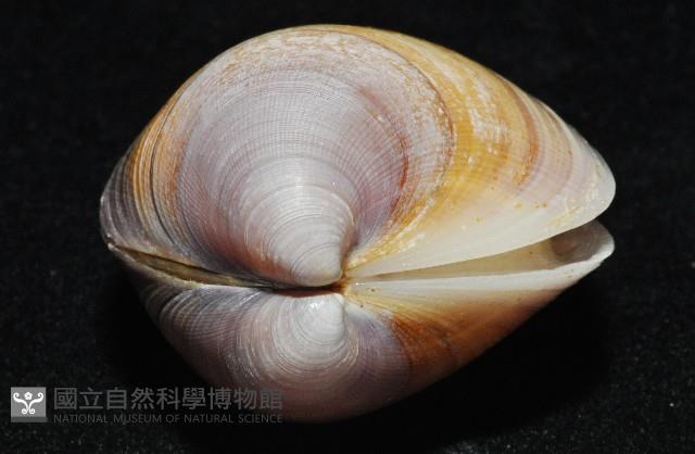 環文蛤藏品圖，第4張