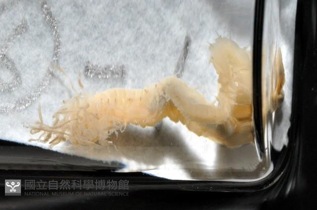 梧棲搓蟄蟲藏品圖，第4張