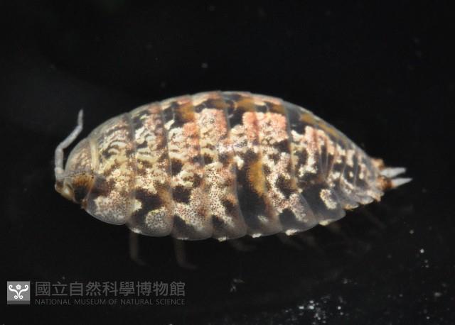 鼠婦之一種藏品圖，第4張