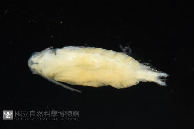 未知種橈足類藏品圖，第4張