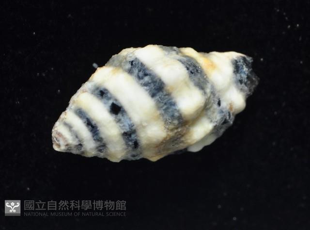 正斑馬峨螺藏品圖，第4張