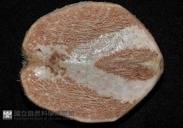 大脆心形海膽藏品圖，第4張