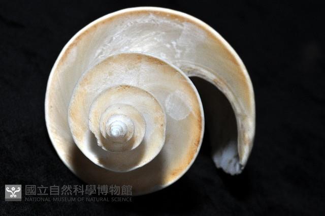 旋梯螺藏品圖，第4張