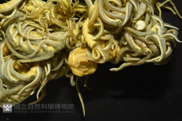 舒維亞海齒花藏品圖，第4張