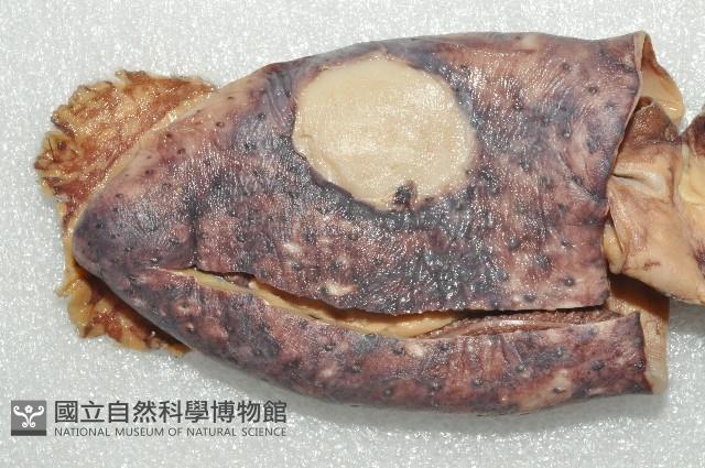 奇妙帆魷藏品圖，第4張