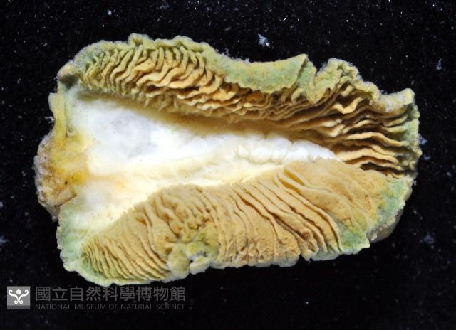 密毛平鰓海天牛藏品圖，第4張