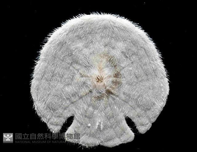 裂邊毛餅海膽藏品圖，第4張