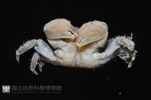 小相手蟹藏品圖，第4張