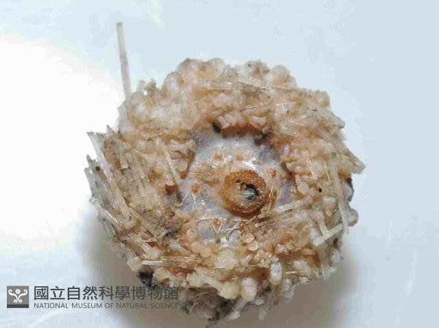 未知種侏儒頭帕(暫譯)藏品圖，第4張
