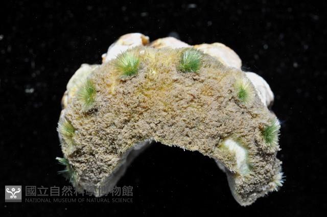 毛膚石鱉藏品圖，第4張