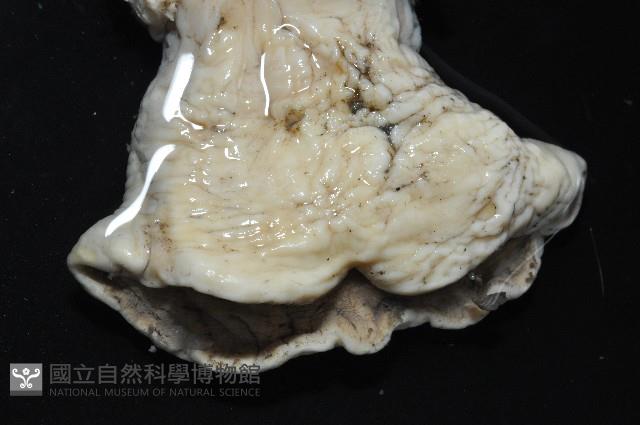 豹紋海葵(暫譯)藏品圖，第4張