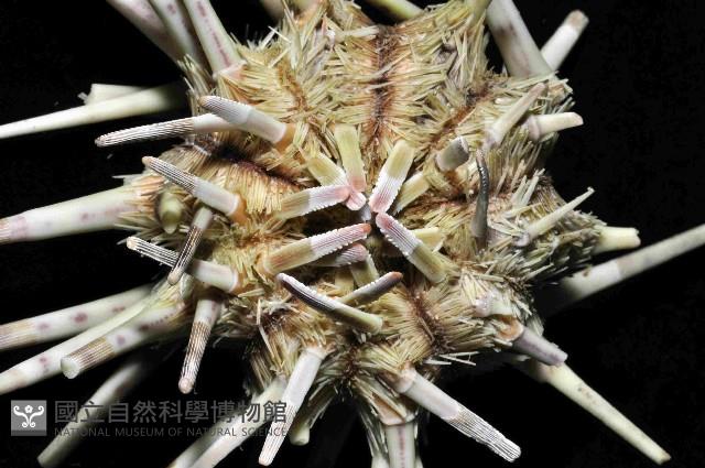 斑襟刺頭帕藏品圖，第4張