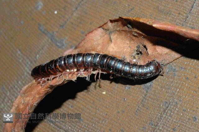 山嶺似腹馬陸(暫譯)藏品圖，第4張