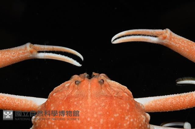 泡粒長螯蟹藏品圖，第4張