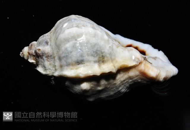 芭蕉螺之一種藏品圖，第4張